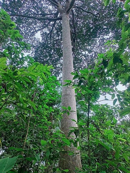 মা গাছ পাওয়া গেল ৫ হাজার, টিকে আছে ১৭ প্রজাতির শুধু একটি করে