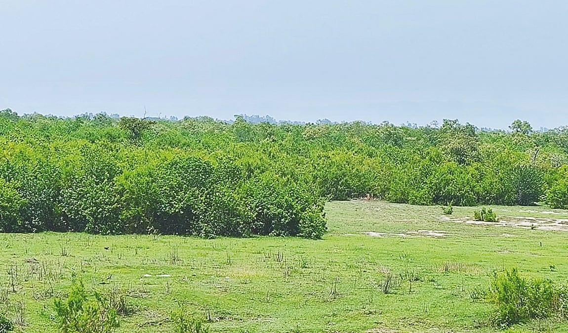 শিল্পের জন্য কেটে ফেলা গাছের গোড়া থেকে নতুন বন