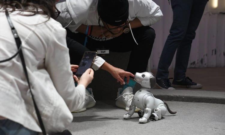 Sony discontinues Japan sales of robot puppy 'aibo' | Business