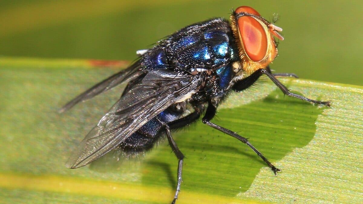 Mexico, US launch plant producing flies to fight cattle parasite | International