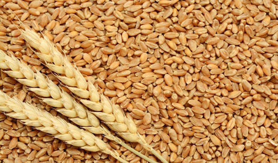 CCGP approves import of 2.70 lakh MTs of wheat | Business