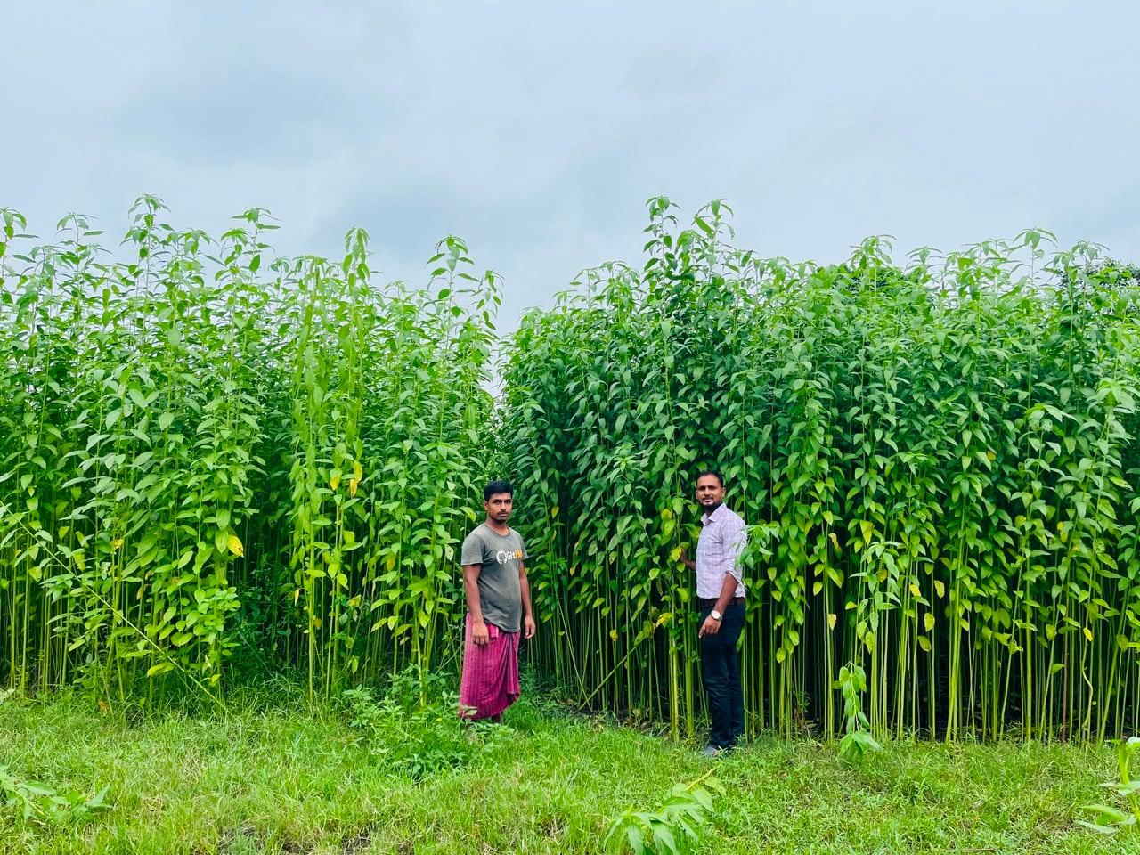 Farmers exceed jute cultivation target in Khulna region | Others