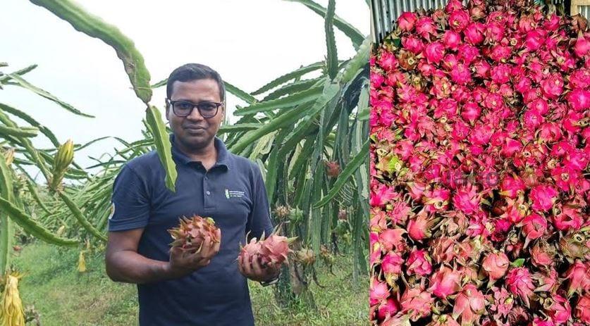 Teacher’s dragon fruit dream transforms fallow land into thriving agribusiness | Special Stories