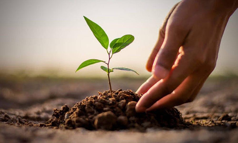 “Green School” initiative to launch with plantation of 200,000 trees | News