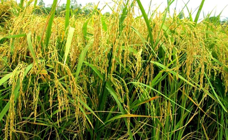 Rangpur farmers eyeing excellent Aush rice yield as harvest continues | Agriculture News