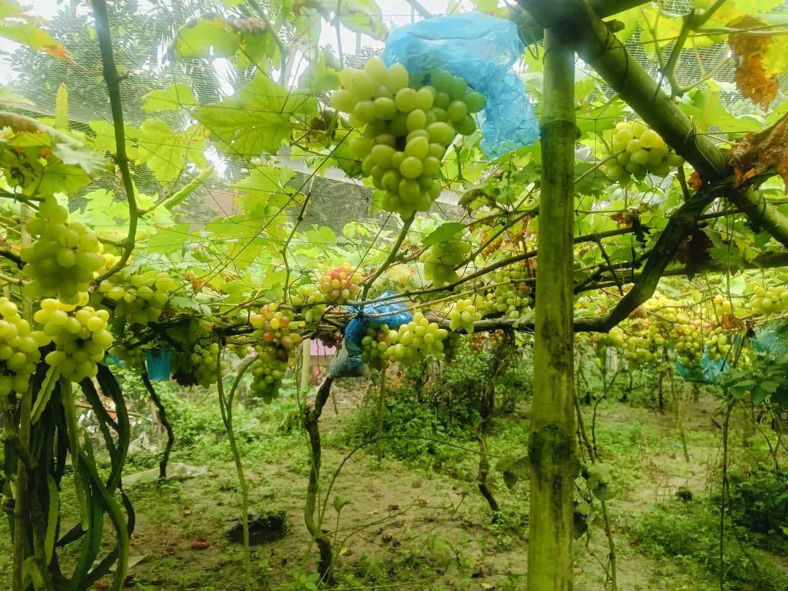 Gaibandha teacher finds success in grape farming | Agriculture News