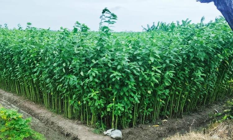 Jute cultivation exceeds target with new potential in Rajshahi | Agriculture News