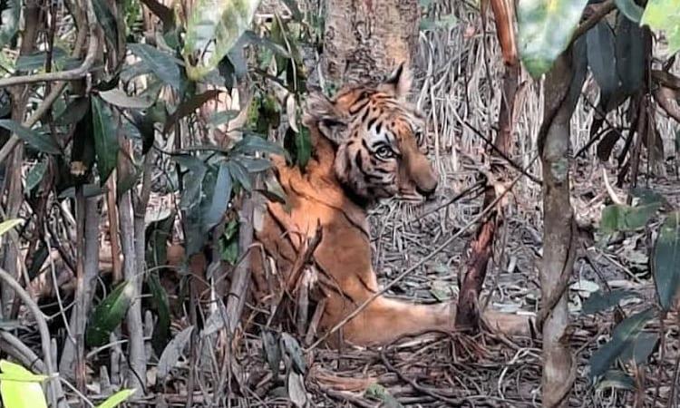 Tigress to return to Sundarbans Sunday, 20 cameras to monitor movement | District