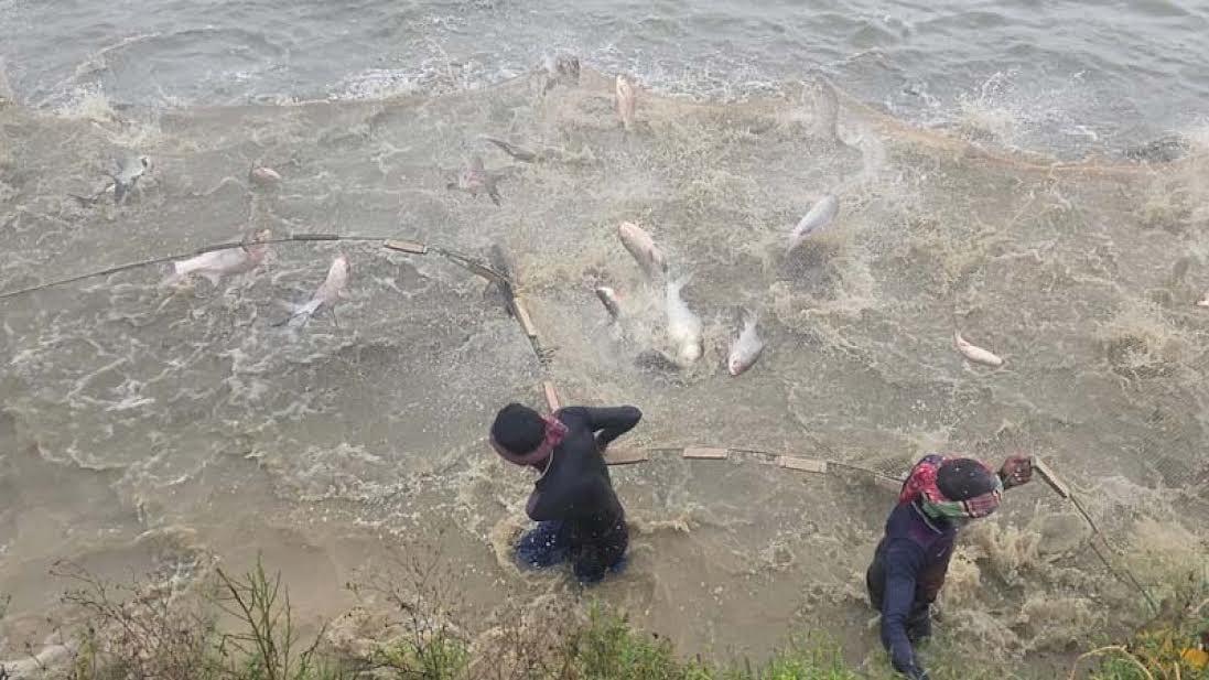 Rajshahi fish farming booms as daily sales top Tk 20 crore | Special Stories