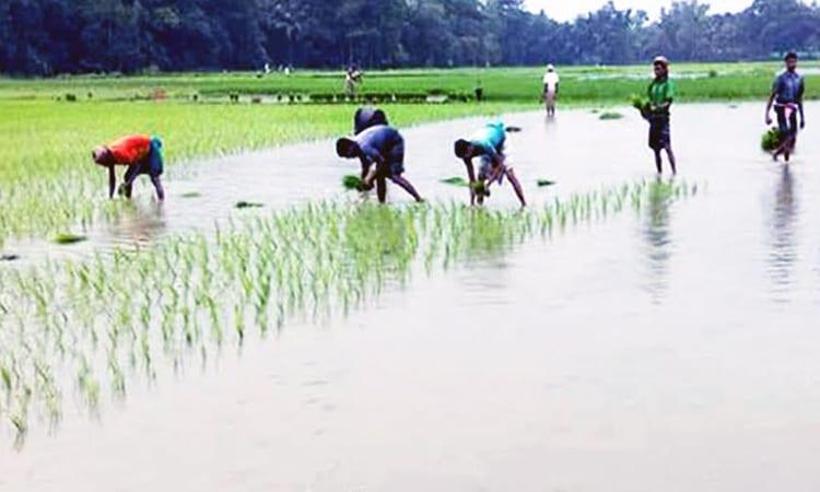 Rangpur targets 20.05 lakh tonnes Aman rice production as transplantation begins | Agriculture News