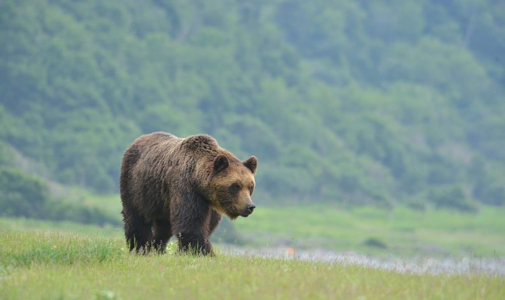Japan family finds bear in kitchen, calls police | International