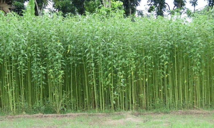 'GI recognition of Faridpur Jute to boost global market prospects' | Special Stories