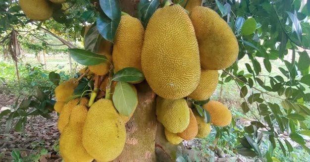 Gazipur farmers, traders upbeat over govt plan to export jackfruit to China  | Special Stories