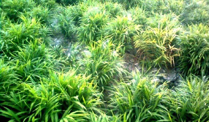 Farmers exceed set ginger farming target in Rangpur region | News Flash