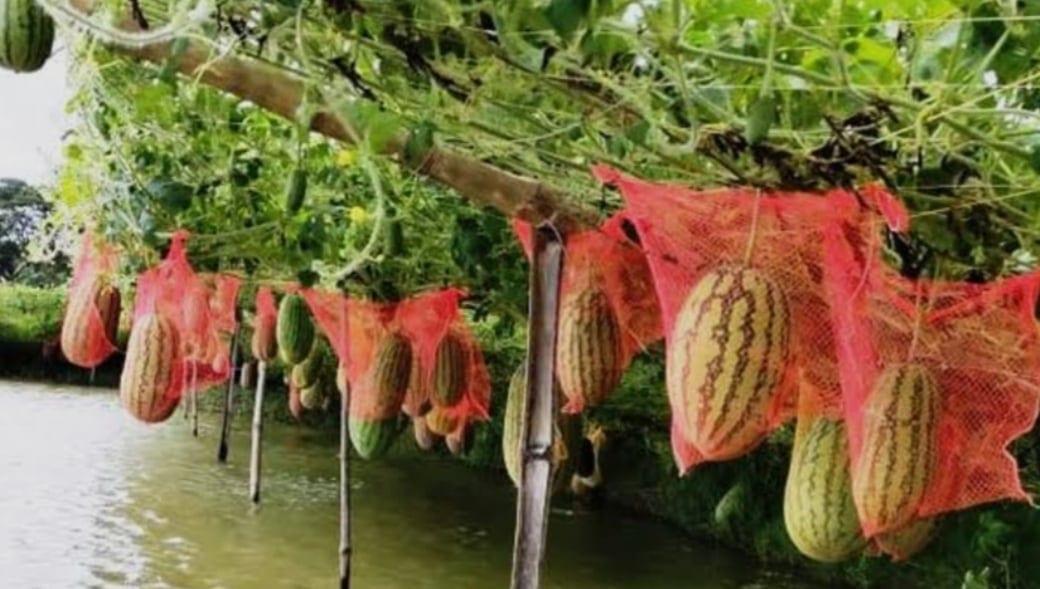 Off-season watermelon farming opens new horizon for Khulna farmers | Agriculture News