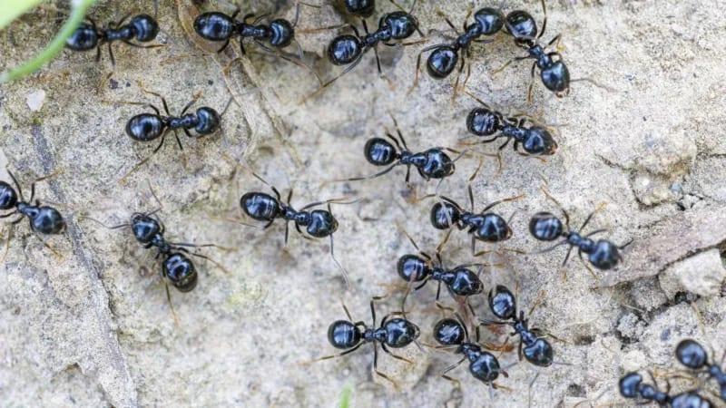 South Korea restaurant owner faces jail for ant sorbet | International