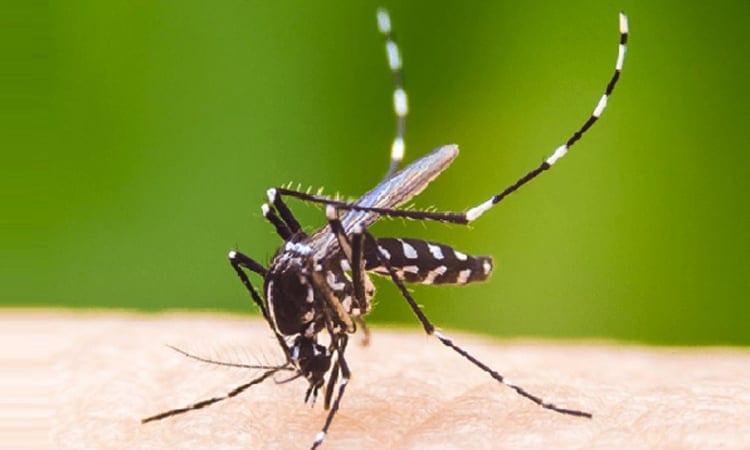 375 new dengue cases recorded in 24 hours | News