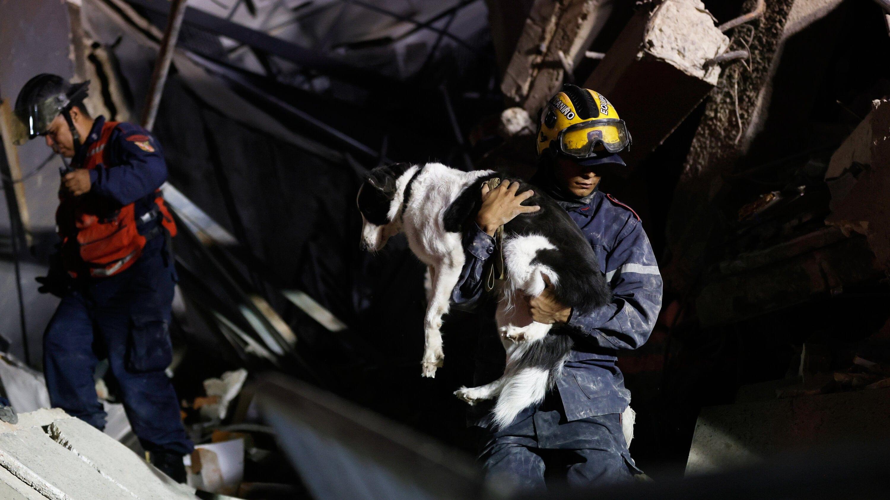 Venezuelans search for animal companions lost in the quakes | International