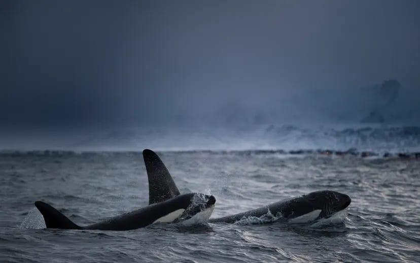Killer whales: orcas blow fish to bits 'for fun', study finds | News