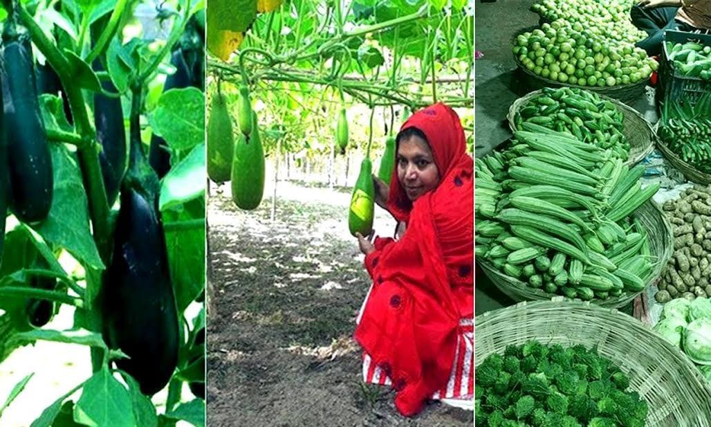 Rangpur farmers changing fortunes thru round the year vegetable farming  | Special Stories