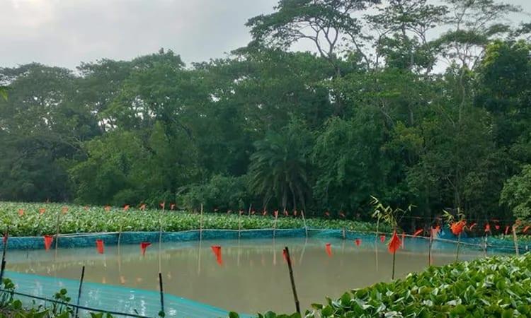 Native fish return to Patuakhali sanctuary, bringing new hope for fishing communities | Special Stories