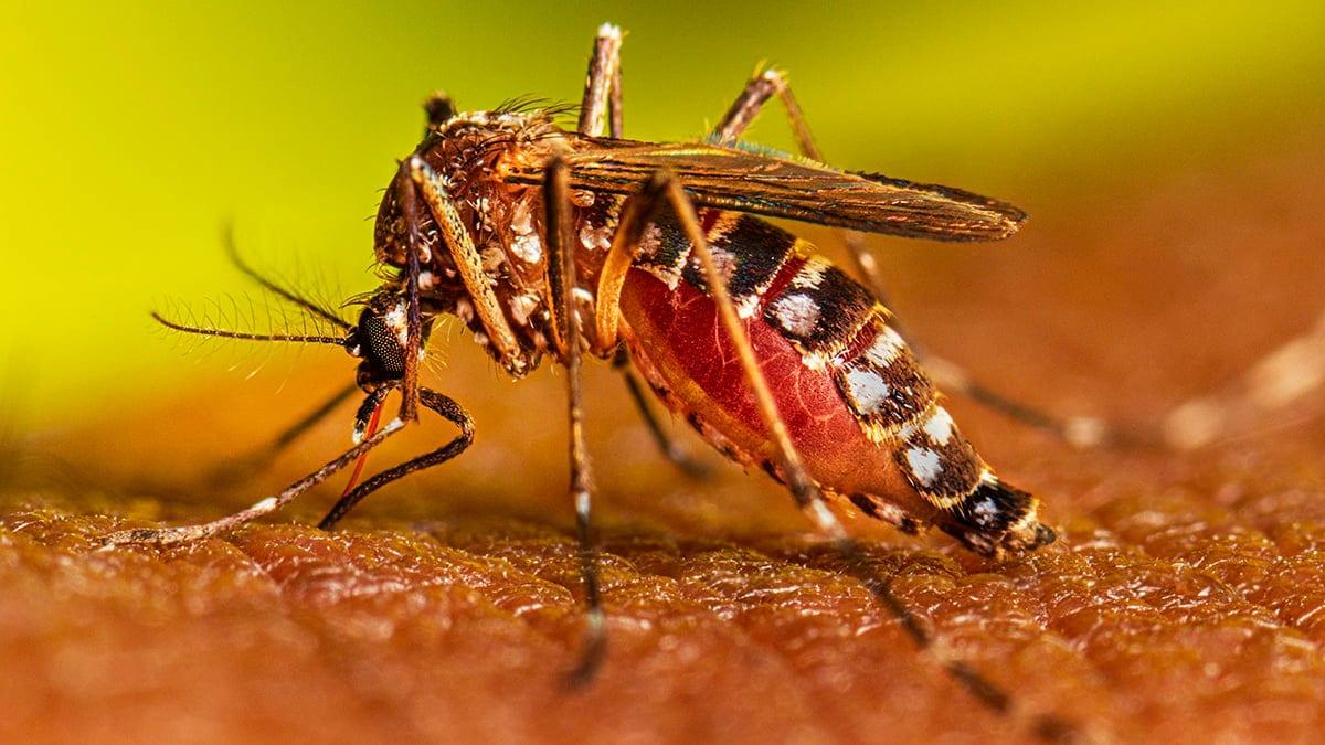 One dengue patient dies, 450 hospitalized in last 24 hrs | Health News