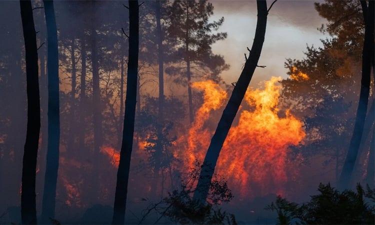 Winds hamper firefighting efforts as blazes rage near Madrid | International