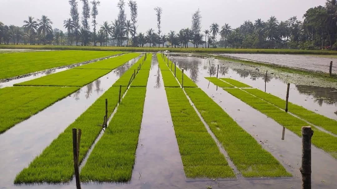 DAE targets Aman seedbeds on 16,464 hectares in Khulna region | Special Stories