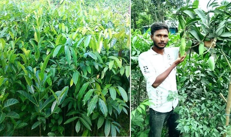 Govt’s tree plantation programme sparks boom for Rangpur nurseries | Special Stories