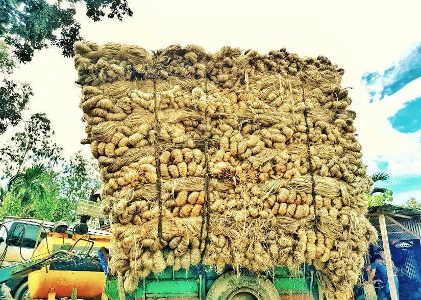 Price Surge fails to lift Lalmonirhat jute farmers as yields plunge | Special Stories