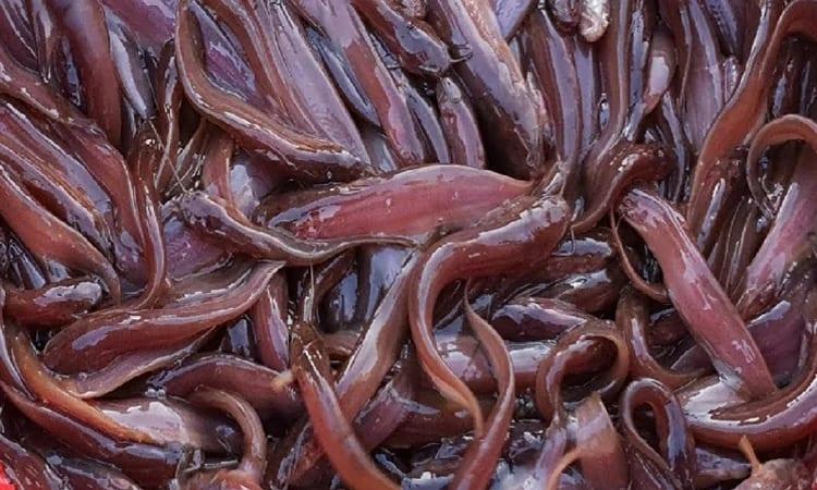 Shing fish farming gaining popularity across country | Special Stories