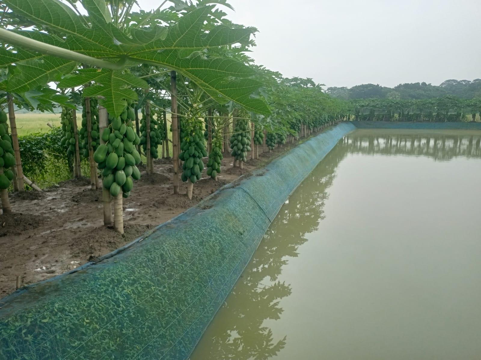 Papaya farming transforms Suman's life in Barishal, creates jobs for local youths | Agriculture News