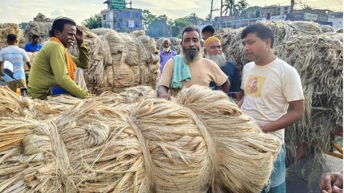 Golden fibre shines again in Rajshahi | Agriculture News