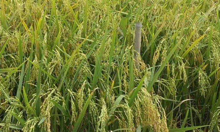 New BRRI dhan118 offers hope to haor farmers amid flash floods  | Special Stories
