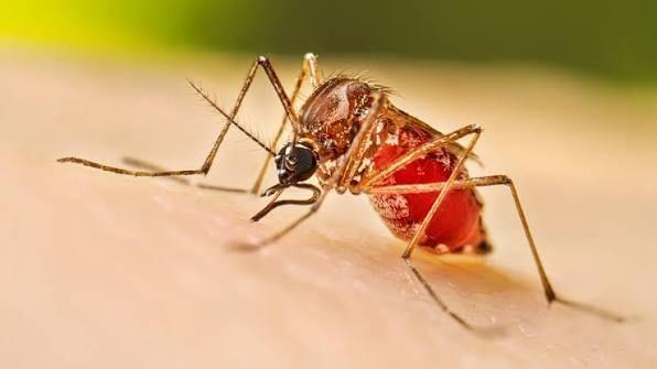 Health officials report 512 fresh cases of dengue inflection, 3 deaths overnight | News