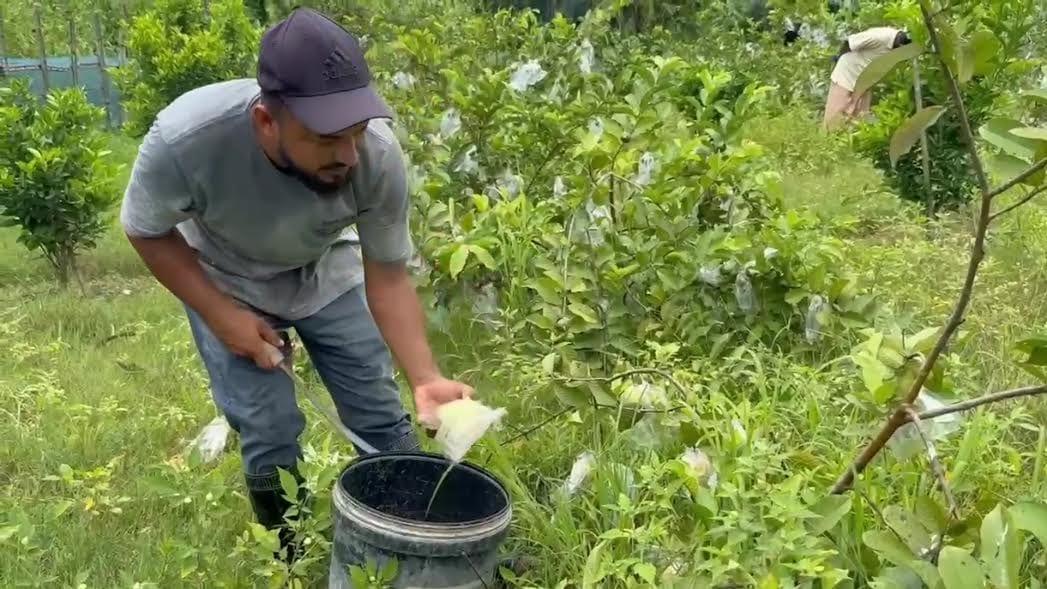Modern fruit farming transforms expat's life, inspires young people in Madaripur  | Special Stories