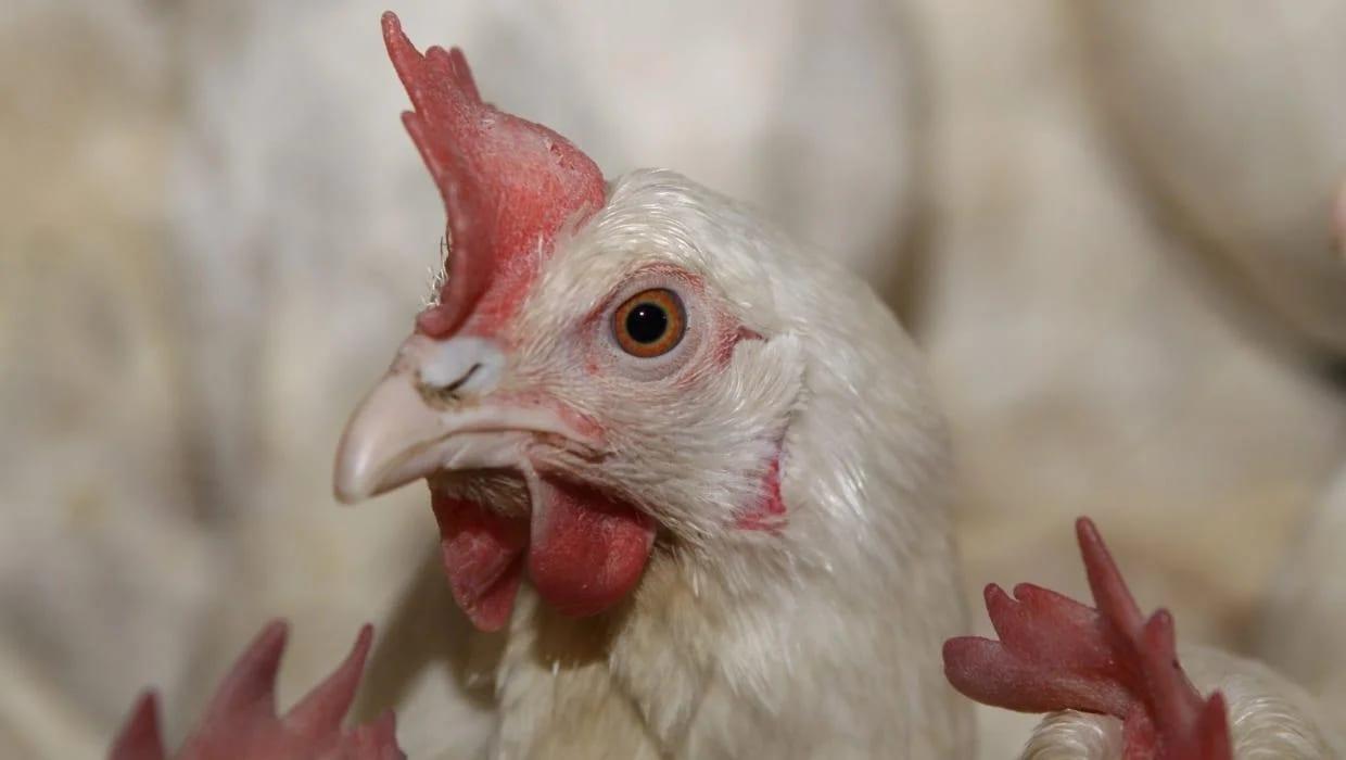 Spoiled milk, dead chickens: in Tunisia, the heavy toll of power cuts | International