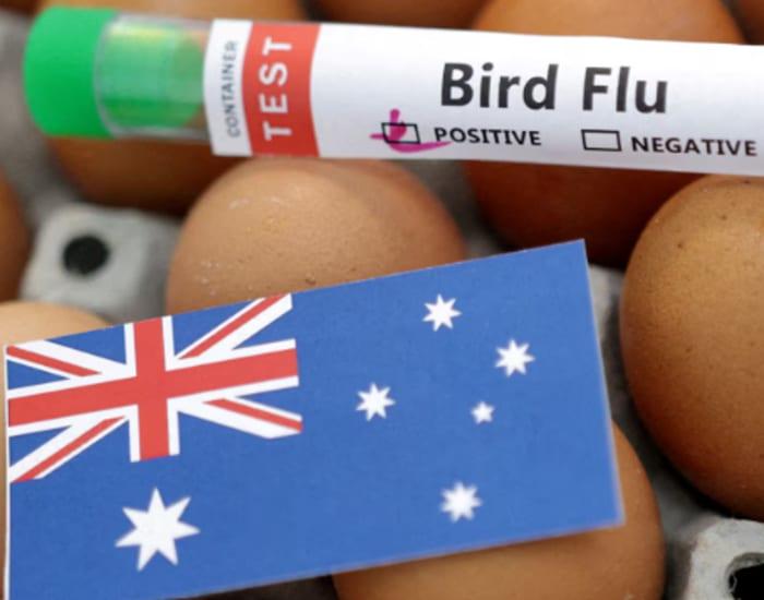 Australia suspects local transmission of H5 bird flu | International