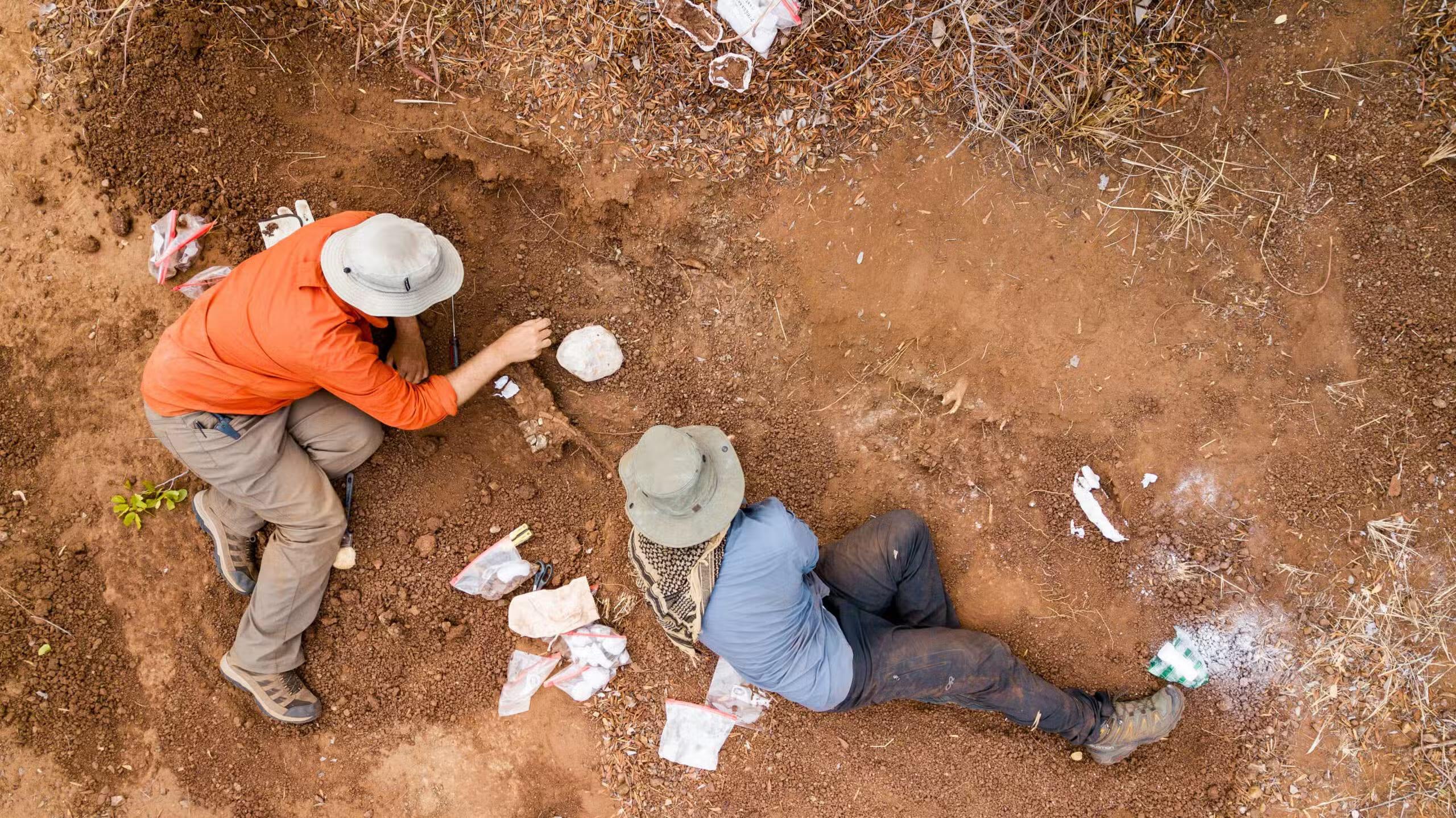 Scientists discover 210-million-year-old dinosaur in Zimbabwe | International