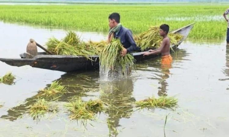 Heavy downpour damages crops of over 4,800 farmers in Manikganj | Special Stories