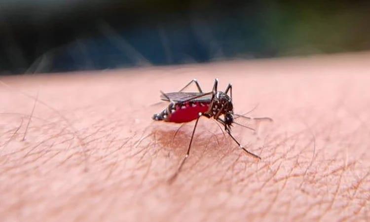 Experts stress mass awareness to prevent dengue | News