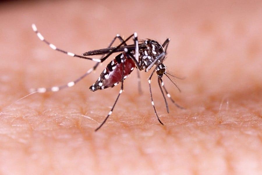 371 fresh cases reported of dengue inflection overnight | News