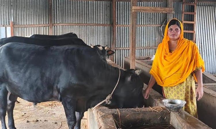 Madaripur woman finds success in dairy farming | Agriculture News
