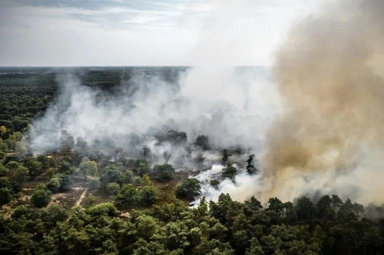 Forest fire spreads in Dutch nature reserve | International