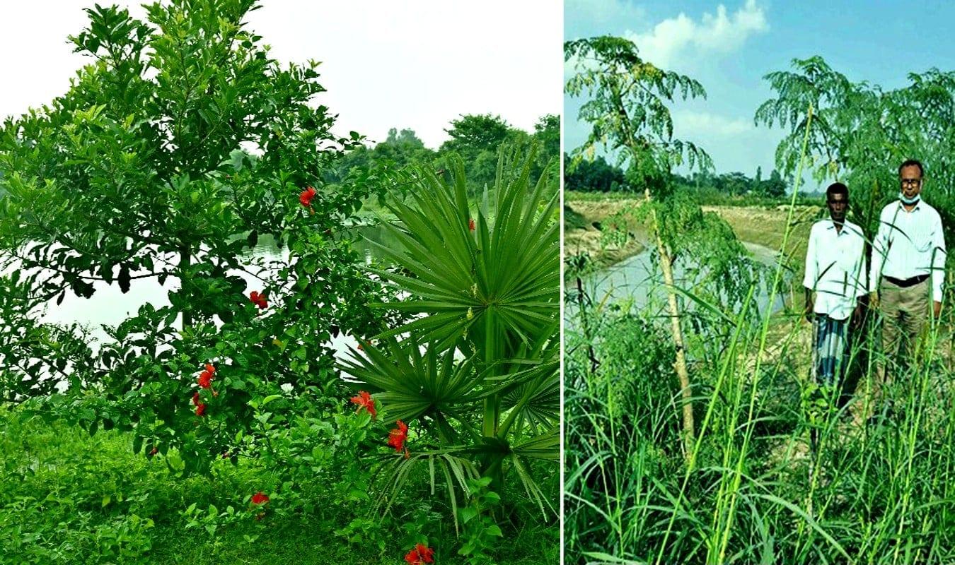Rangpur region witnesses revival of ecosystem amid newly emerging greenery | District