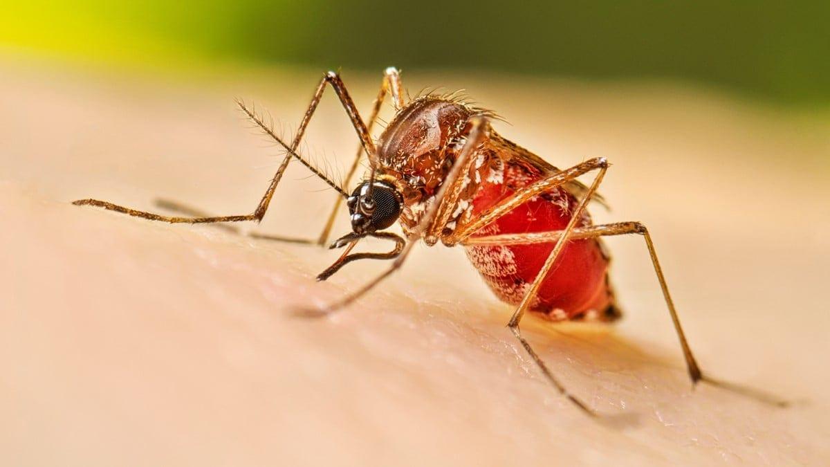 Health officials report 530 fresh cases of dengue inflection overnight | News