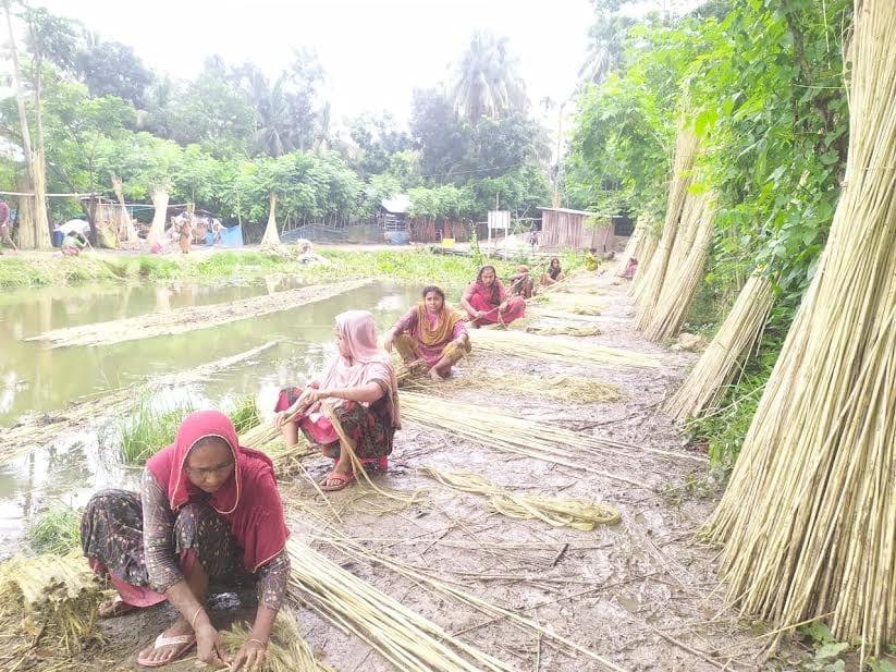 DAE targets 3.17 lakh bales of jute production in Narail | District