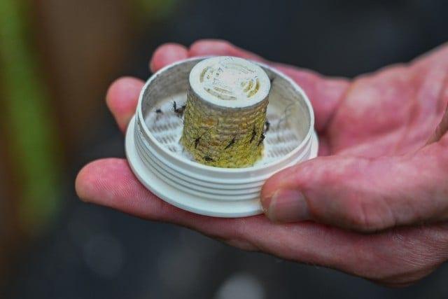 US firm takes on backyard mosquitoes -- with 600,000 mosquitoes | International