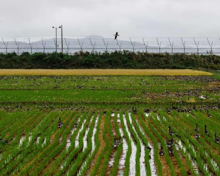 South Korea recovers landmines washed from North by floods | International