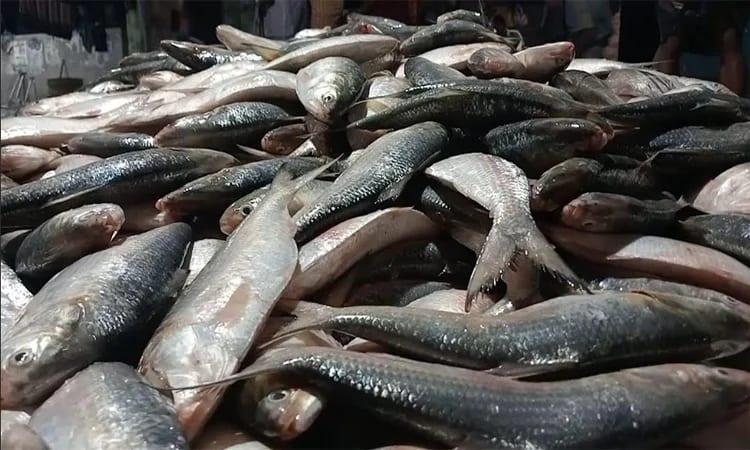 Patuakhali fisherman nets 2,200 hilsa in a single haul, earns Tk 48 lakh | Others